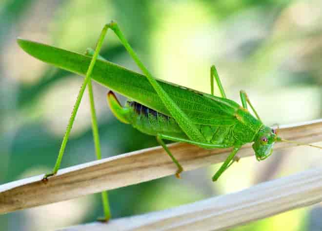 昆虫図鑑・ツユムシ